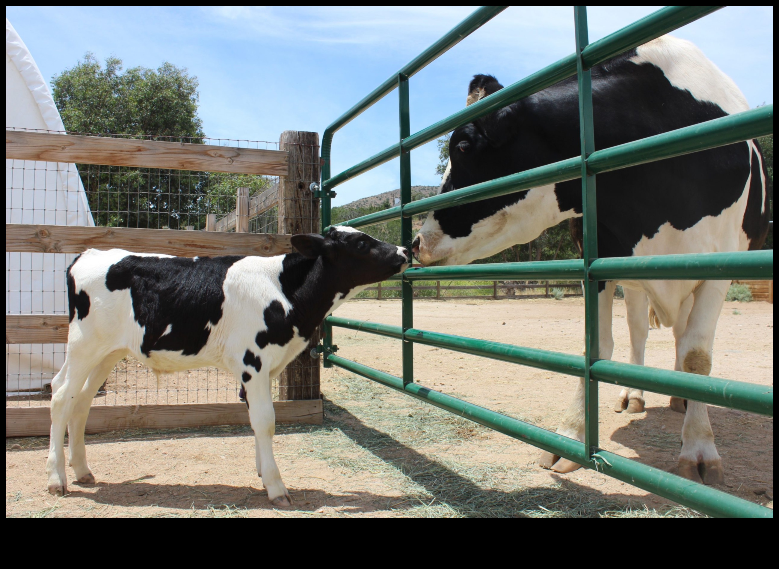מחלבות הולנדיות מסע חזותי דרך החיים הכפריים 2 מחלבות הולנדיות: ייצוגים אמנותיים של החיים הכפריים