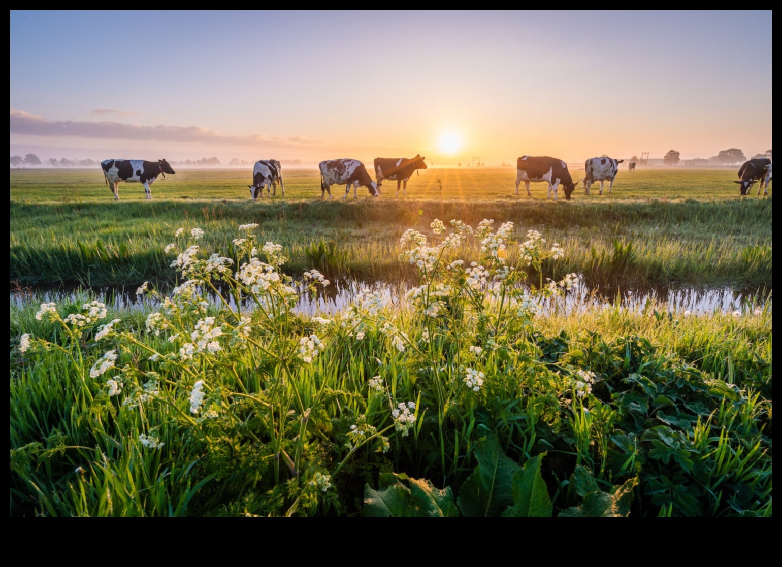 מחלבות הולנדיות מסע חזותי בחיים הכפריים 4 מחלבות הולנדיות: ייצוגים אמנותיים של החיים הכפריים