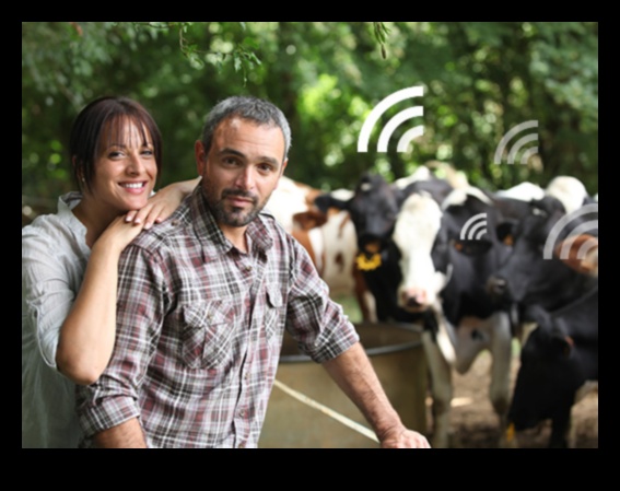 מחלבות הולנדיות מסע חזותי בחיים הכפריים 5 מחלבות הולנדיות: ייצוגים אמנותיים של החיים הכפריים