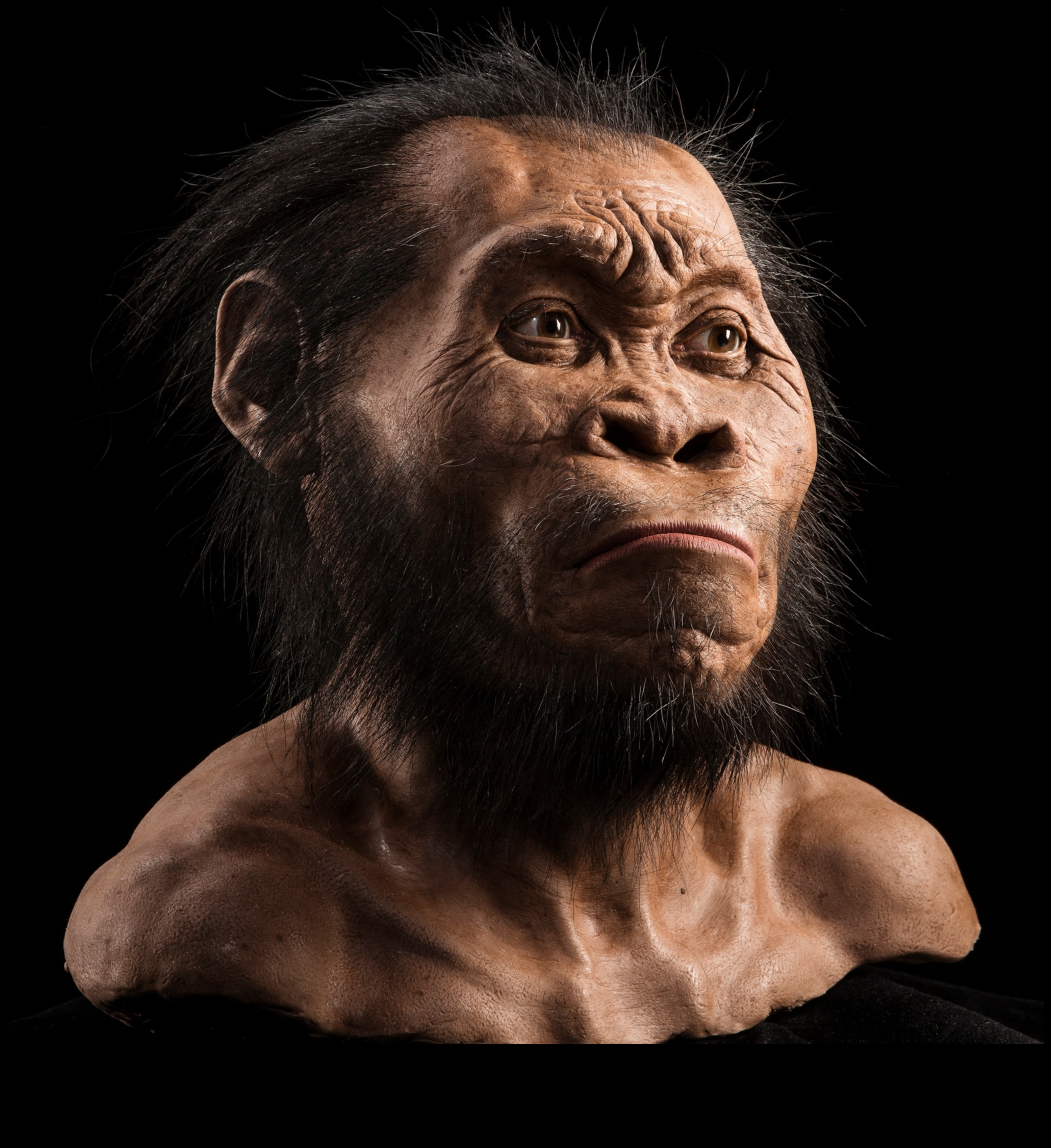 דיוקנאות פרימיטיביים חושפים את פניהם של אבותינו הפרהיסטוריים 5 דיוקנאות פרימיטיביים: פנים בצלמיות פרהיסטוריות