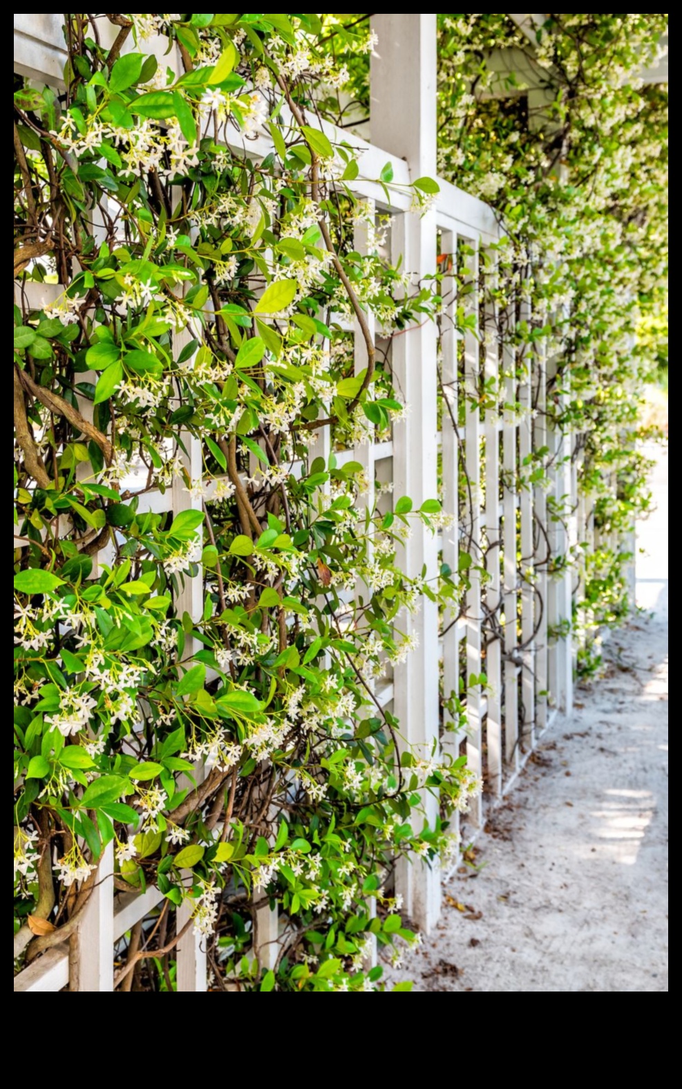 טיפוס לגן עדן שליטה אנכית בגינון נחשף איך לגדל גינה משלך באוויר 4 טיפוס לגן עדן: שליטה בגינון אנכי נחשף