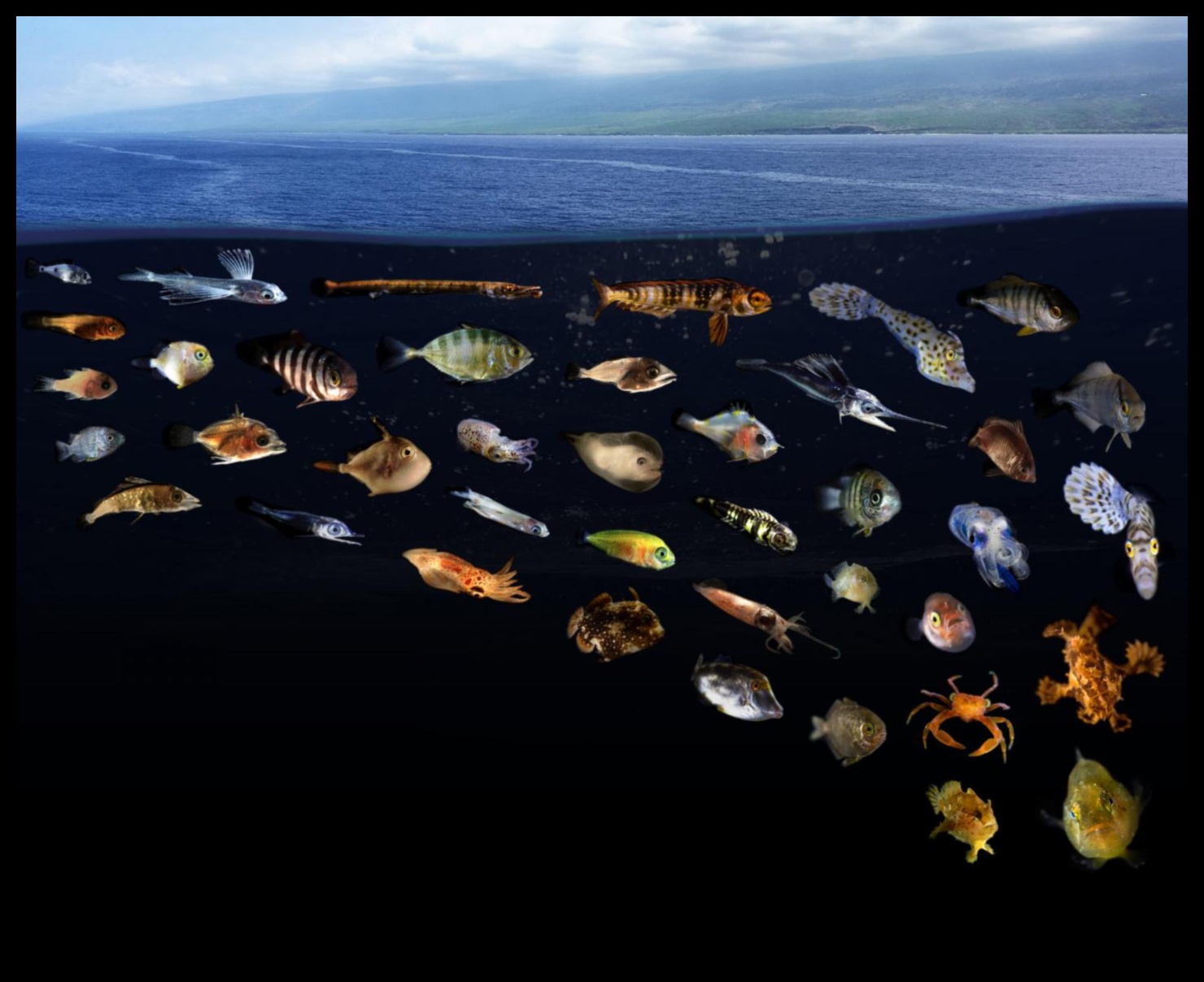 כיצד תורמים גופי מים שונים למגוון הביולוגי המימי של נופים?