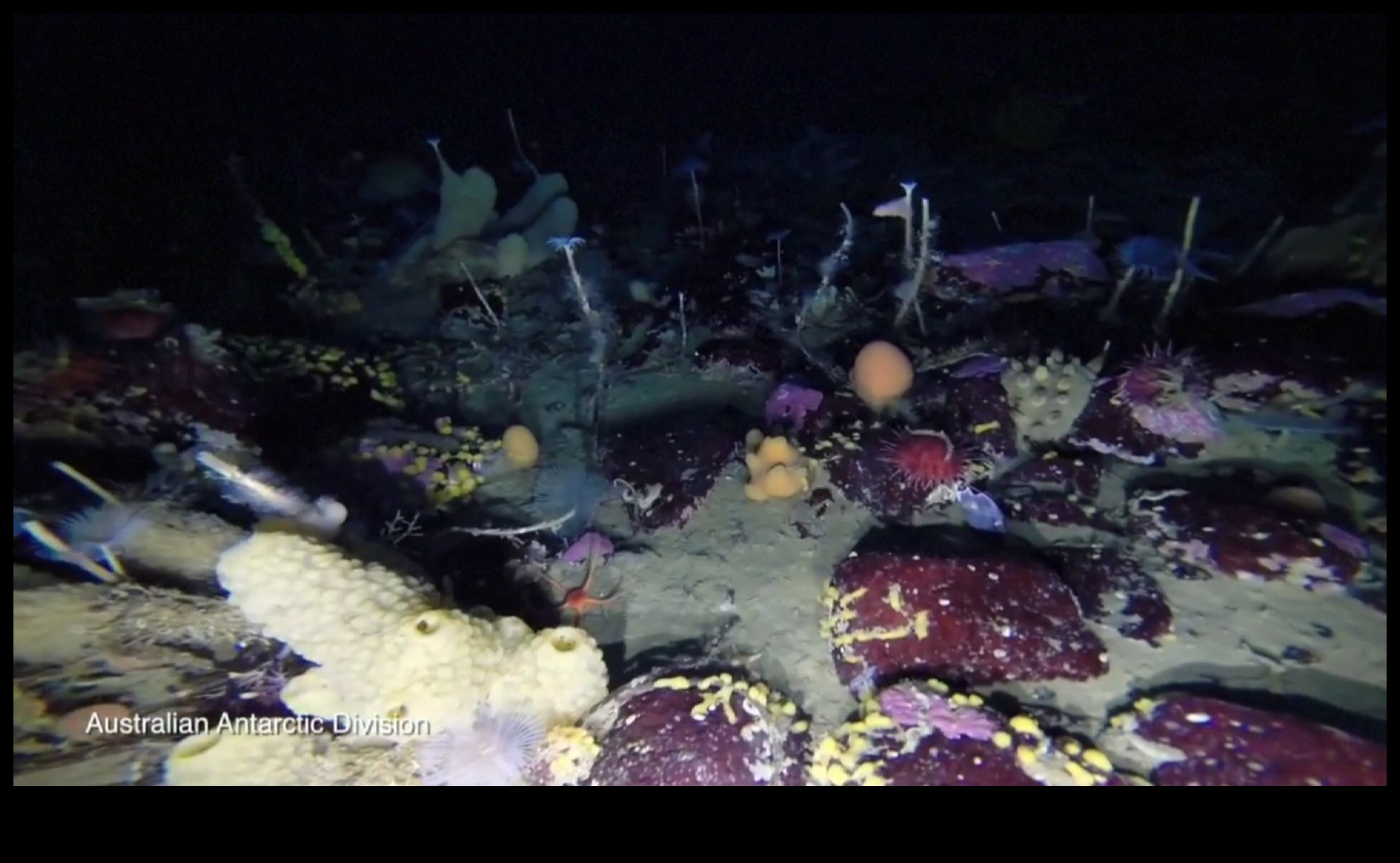 כיצד תורמים גופי מים שונים למגוון הביולוגי המימי של נופים?