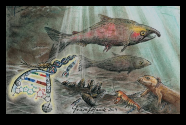 כיצד תורמים גופי מים שונים למגוון הביולוגי המימי של נופים?