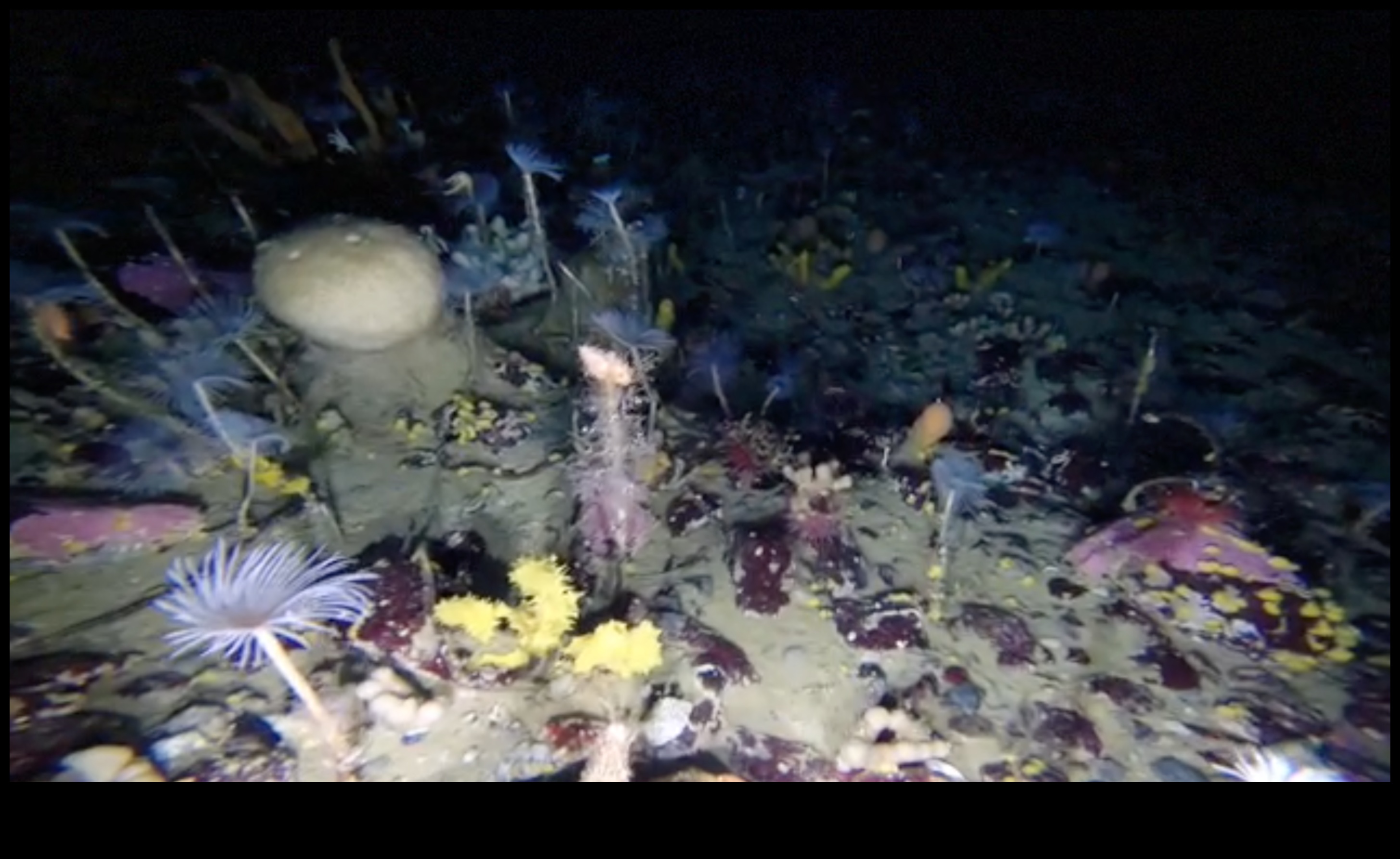 כיצד תורמים גופי מים שונים למגוון הביולוגי המימי של נופים?