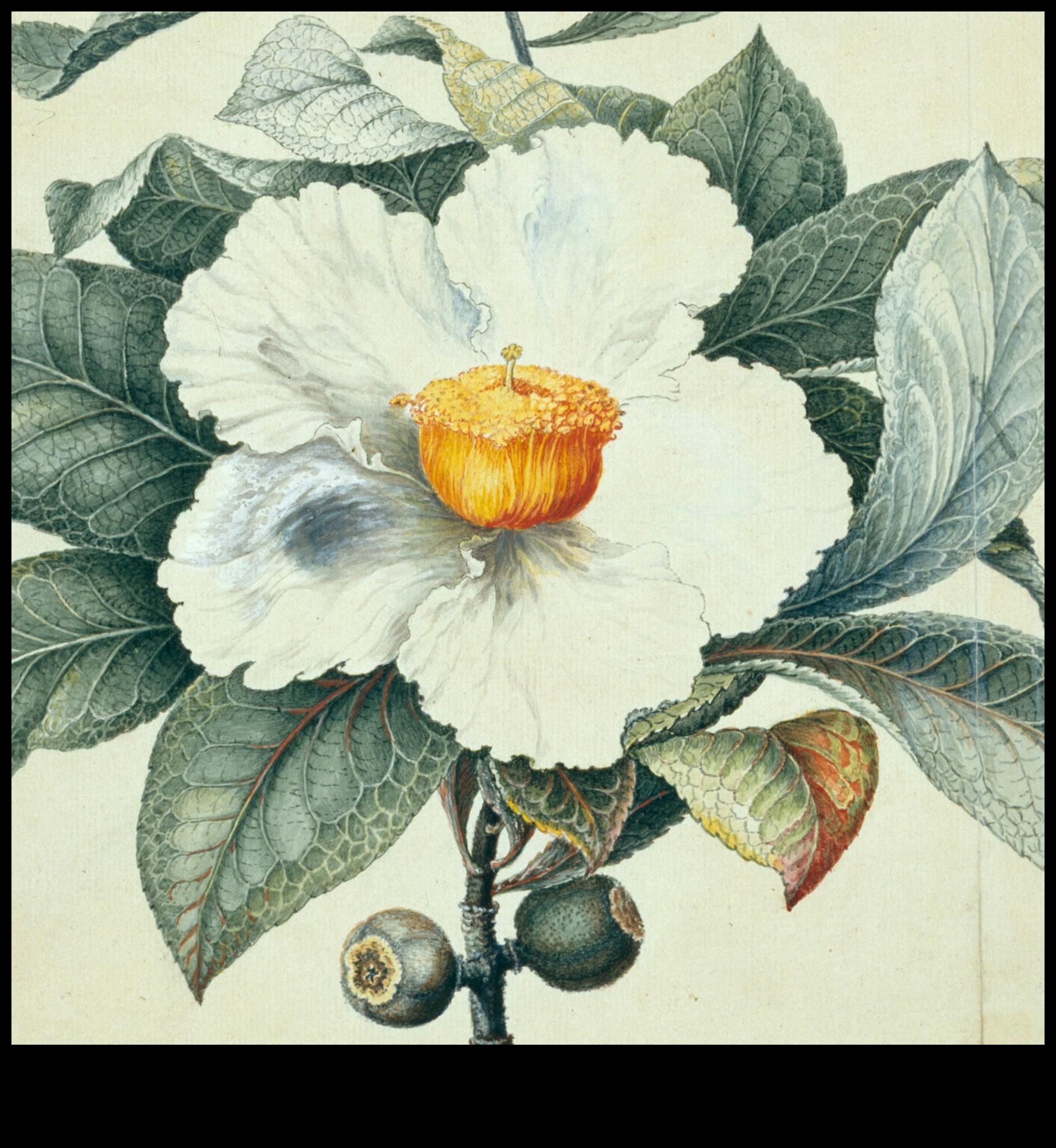 ילידים נעלמים העלות של הכחדת צמחים 3 מדוע נופים מסוימים פגיעים יותר לאובדן של מיני צמחים מקומיים?