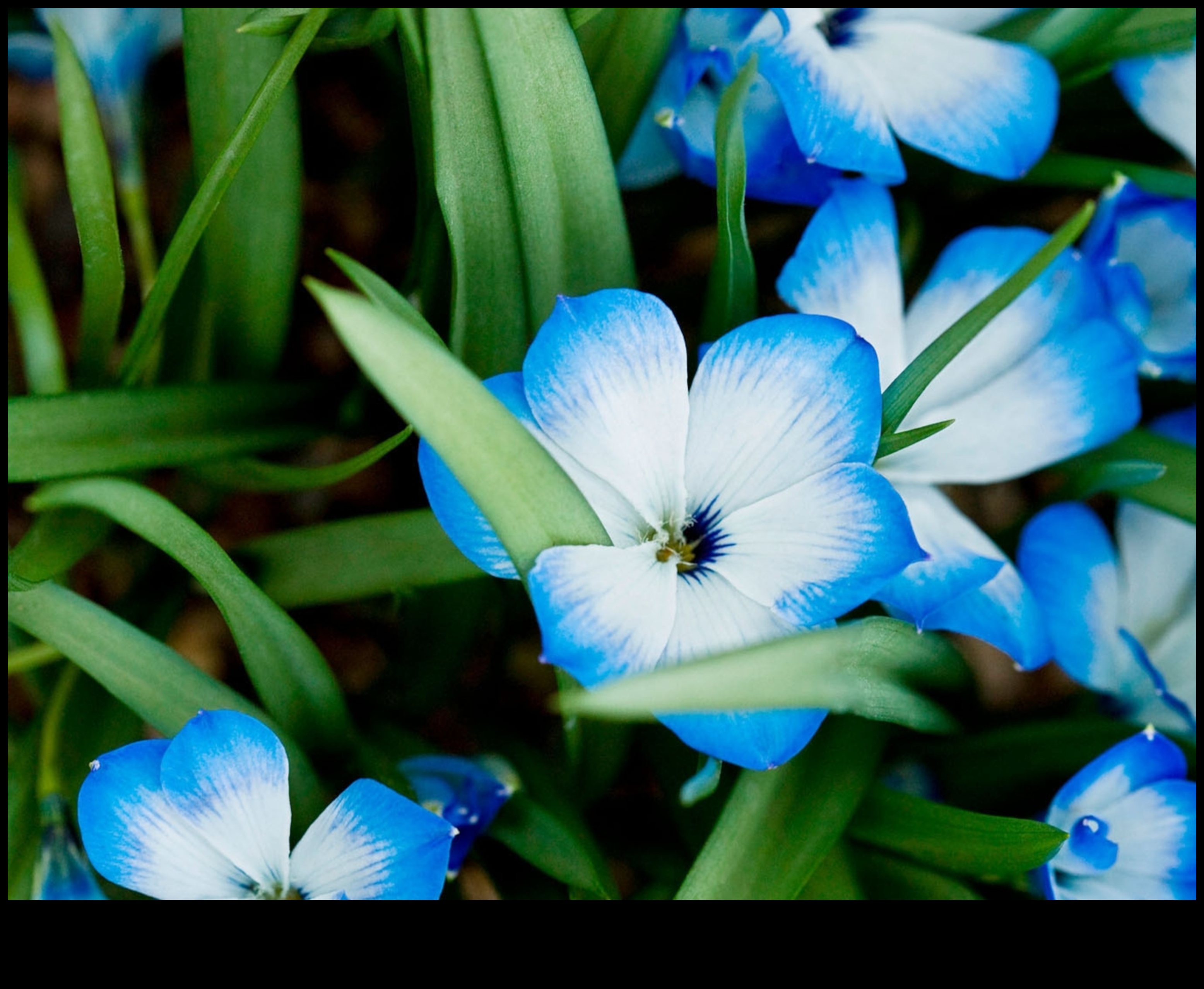 ילידים נעלמים העלות של הכחדת צמחים 4 מדוע נופים מסוימים פגיעים יותר לאובדן של מיני צמחים מקומיים?