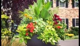 Budding Beauty האמנות והמדע של גינון מיכל 2 Budding Beauty: האמנות והמדע של גינון מיכל