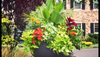 Budding Beauty: האמנות והמדע של גינון מיכל