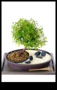 הרמוניה בגינה: הרם את המרחב שלך עם ציוד פרימיום