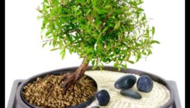 Garden Harmony הרם את המרחק האישי שלך ולא באמצעות מנגנון חיצוני מחיר עליון 4 הרמוניה בגינה: הרם את המרחב שלך עם ציוד פרימיום