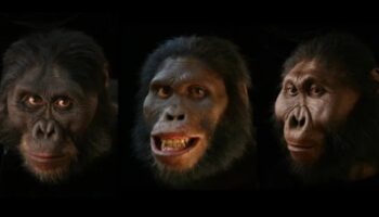 דיוקנאות פרימיטיביים: פנים בצלמיות פרהיסטוריות