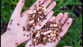 הגן, הרתיע, הבס 3 שיטות לשמירה על מזיקים בגינה במפרץ 3 הגן, הרתיע, תבוסה: אסטרטגיות למזיקי גן