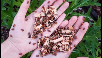 הגן, הרתיע, תבוסה: אסטרטגיות למזיקי גן