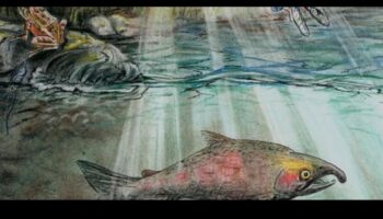 כיצד תורמים גופי מים שונים למגוון הביולוגי המימי של נופים?