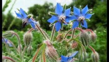 ידידות פרחונית: היופי של נטיעת מלווה מומחה