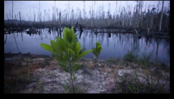 מדוע נופים מסוימים פגיעים יותר לאובדן של מיני צמחים מקומיים?
