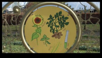 מוחות בוטניים: פריחה עם חינוך לגן