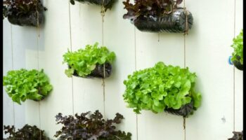 קירות ירוקים, רעיונות בהירים: שליטה אנכית בגינון